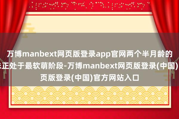 万博manbext网页版登录app官网两个半月龄的非洲狮四兄妹正处于最软萌阶段-万博manbext网页版登录(中国)官方网站入口